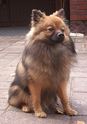 Onks pakko istua