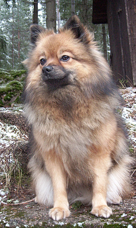 Kira joulukuussa 2011